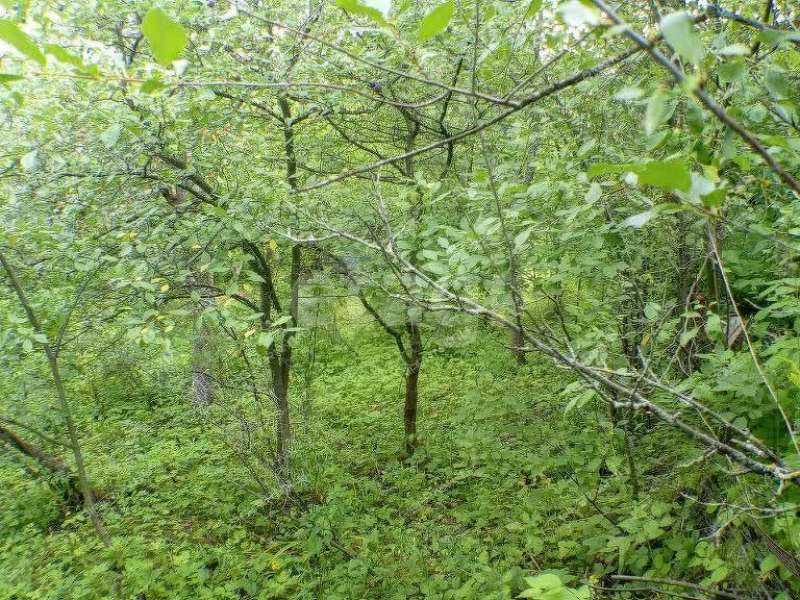 земельный участок 5,7 сотки «Маяк» садовое товарищество