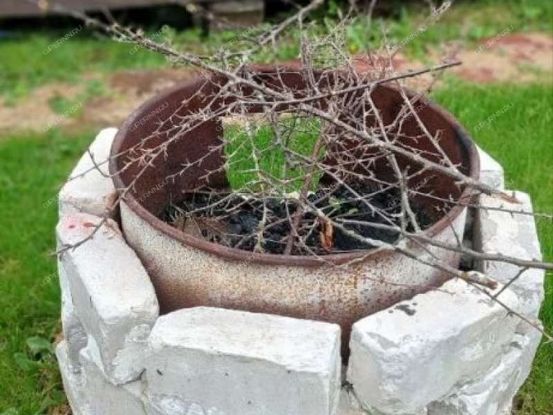 дача на ТСН Стройгаз