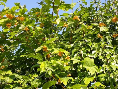 dom-derevnya-frolovskoe-kstovskiy-rayon фото