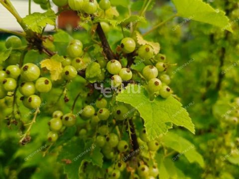 dom-derevnya-suharenki-gorodeckiy-rayon фото