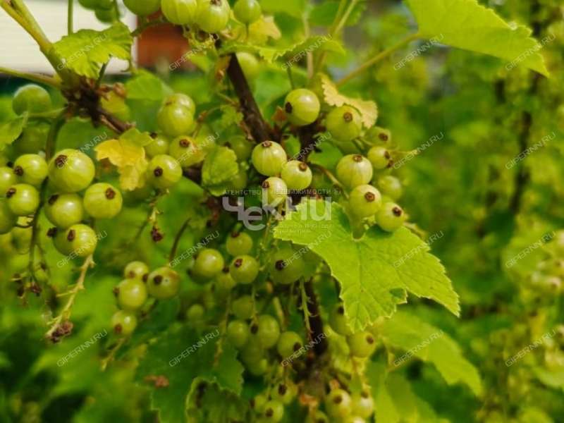 дом на Центральной улице деревня Сухаренки