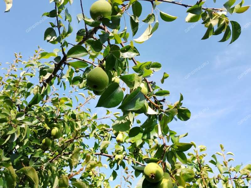 дом на  Первомайский