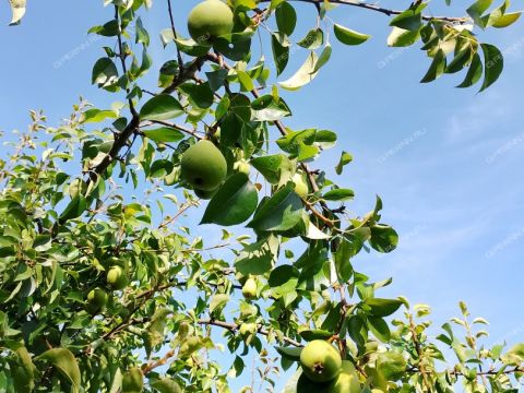 dom-pervomayskiy-balahninskiy-municipalnyy-okrug фото