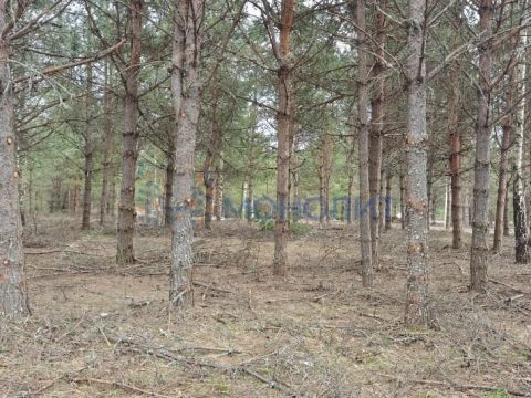 ivanovskoe-sloboda-gorodskoy-okrug-bor фото