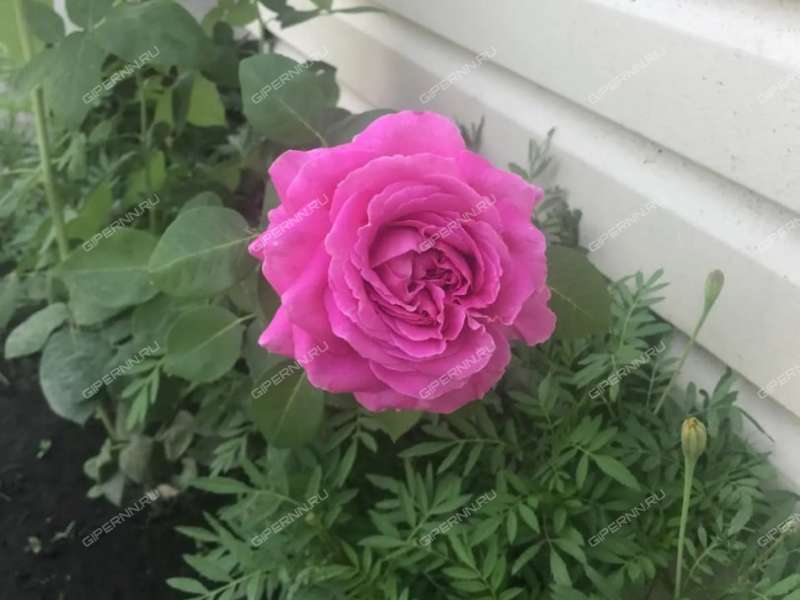 дача на СНТ 50 лет октября