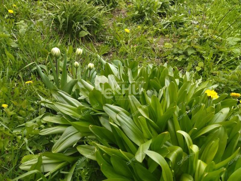 дом на Октябрьской улице село Владимирское