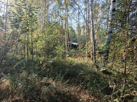 poselok-sitniki-gorodskoy-okrug-bor фото